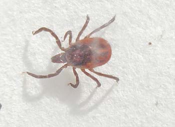 Live adult female Sheep Tick (Ixodes ricinus)